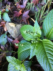 Mercurialis leiocarpa