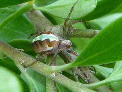Novaranea queribunda