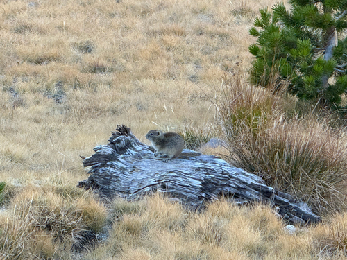 Belding's Ground Squirrel observed by dmfilgas