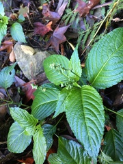 Mercurialis leiocarpa