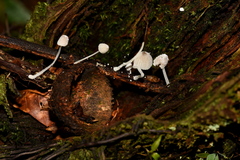 Mycena perlae