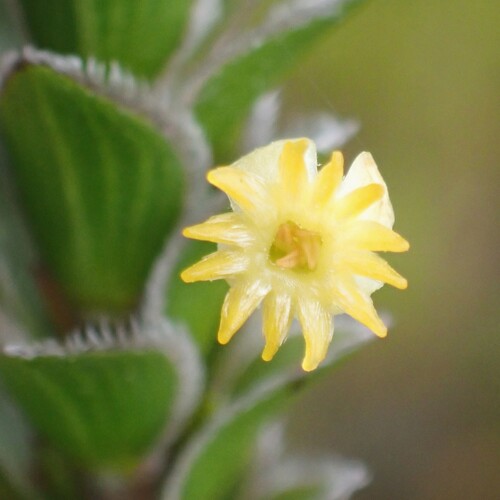 Evening Capespray (Struthiola argentea)
