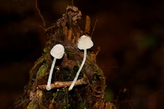 Mycena perlae