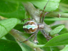 Novaranea queribunda