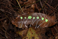 Mycena perlae