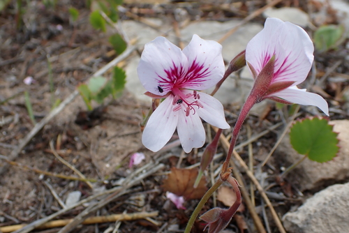 Pelargonium elegans, photograph 6