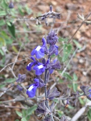Salvia cuspidata
