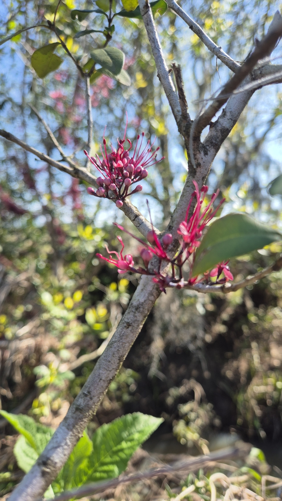 Myrrhinium atropurpureum
