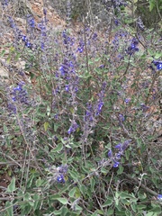 Salvia cuspidata