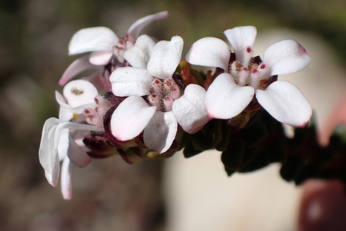 Roundleaf Chinaflower (Adenandra rotundifolia)