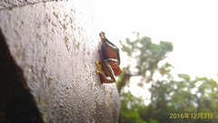 Zhangixalus taipeianus