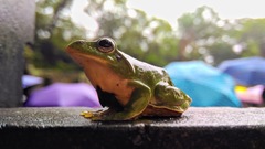 Zhangixalus taipeianus