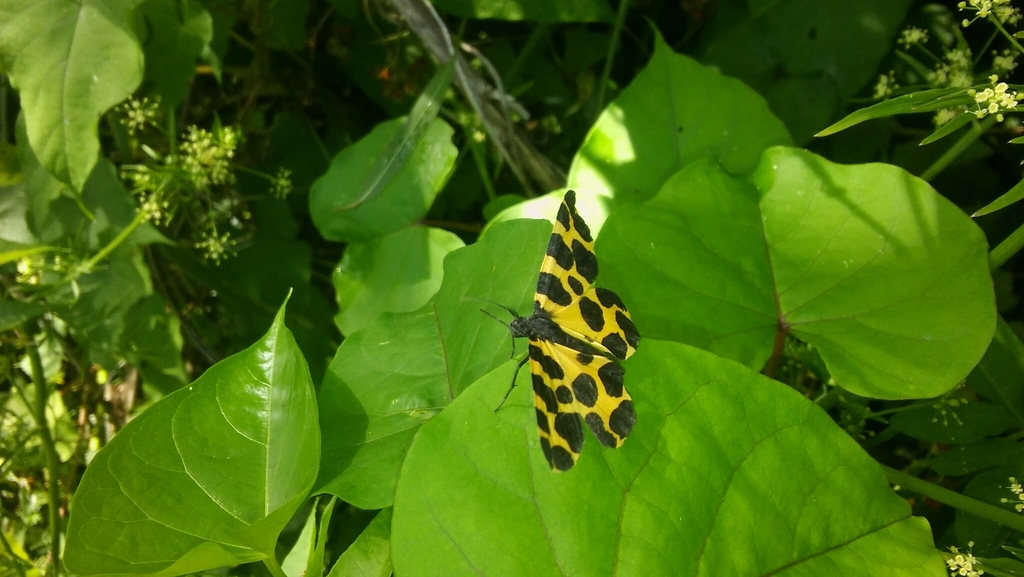 Pantherodes leonaria