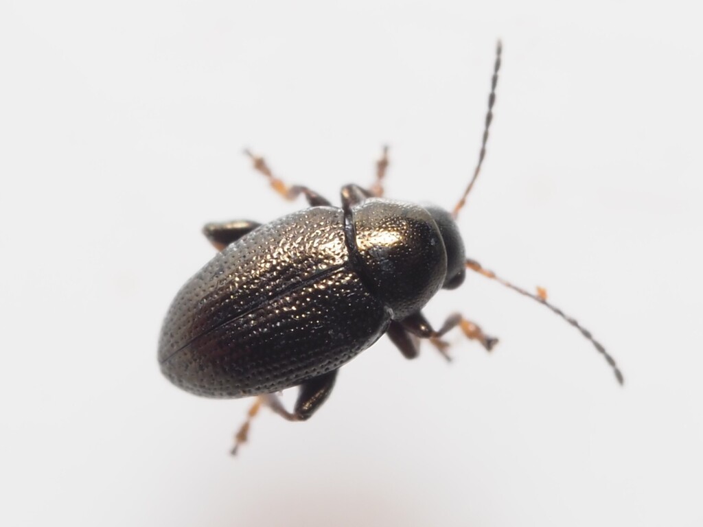 Chaetocnema aridula