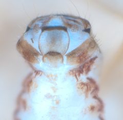 Ectopsocus californicus