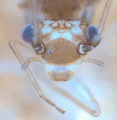 Ectopsocus californicus