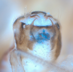 Ectopsocus californicus