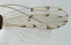 Ectopsocus californicus