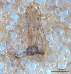 Ectopsocus californicus