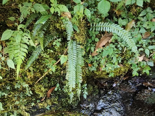 Polystichum deltodon iNat (2)