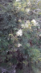 Mimosa quitensis