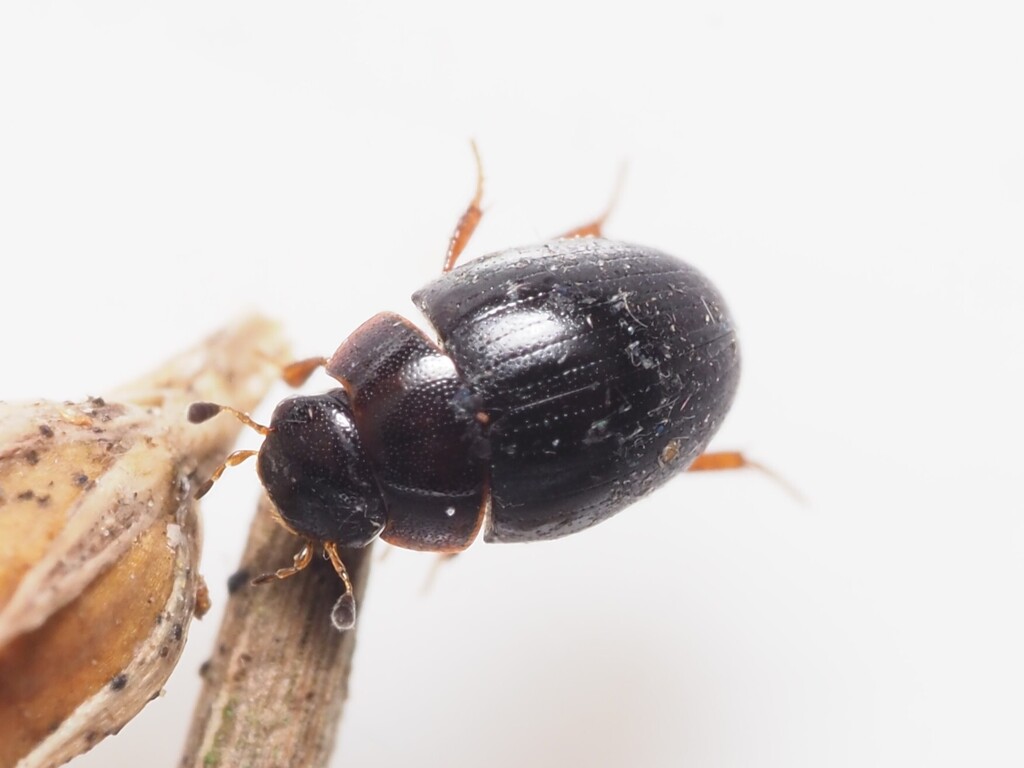 Cercyon convexiusculus