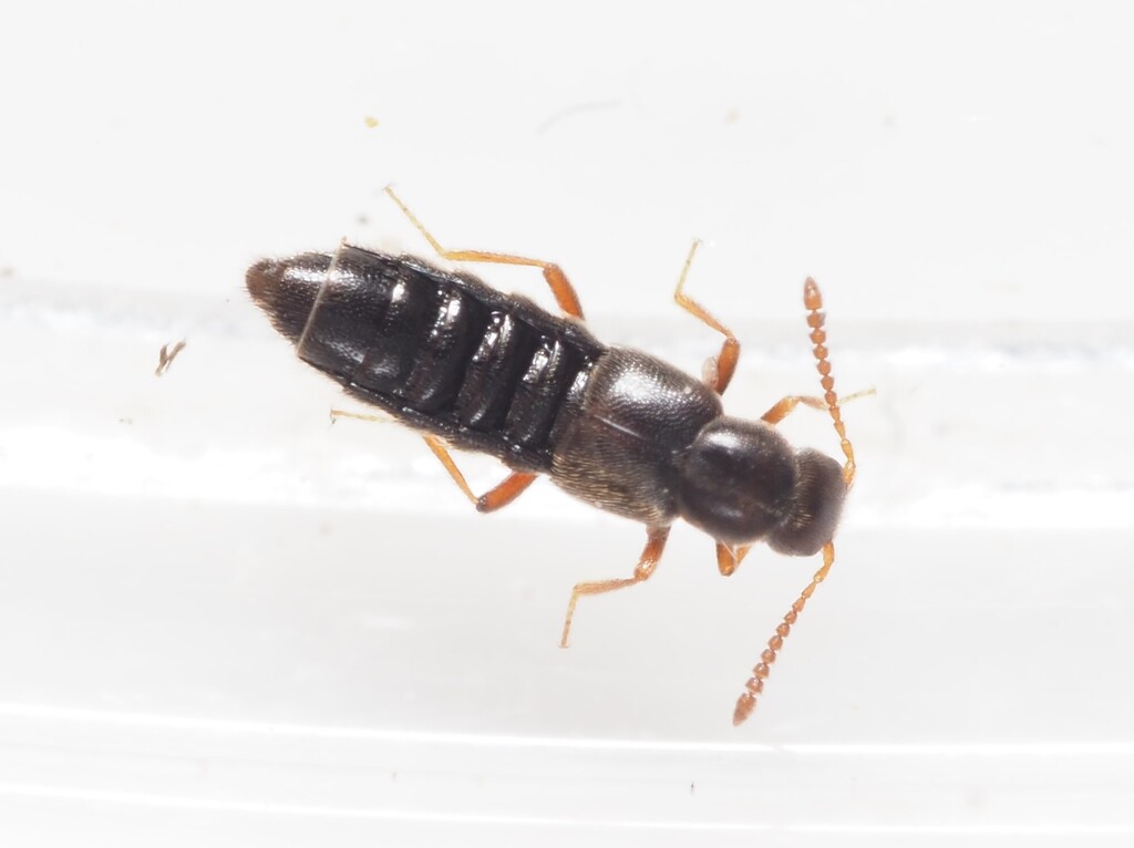 Ocyusa picina