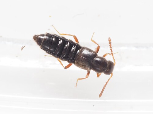 Ocyusa picina