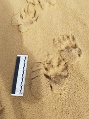 Procyon lotor psora