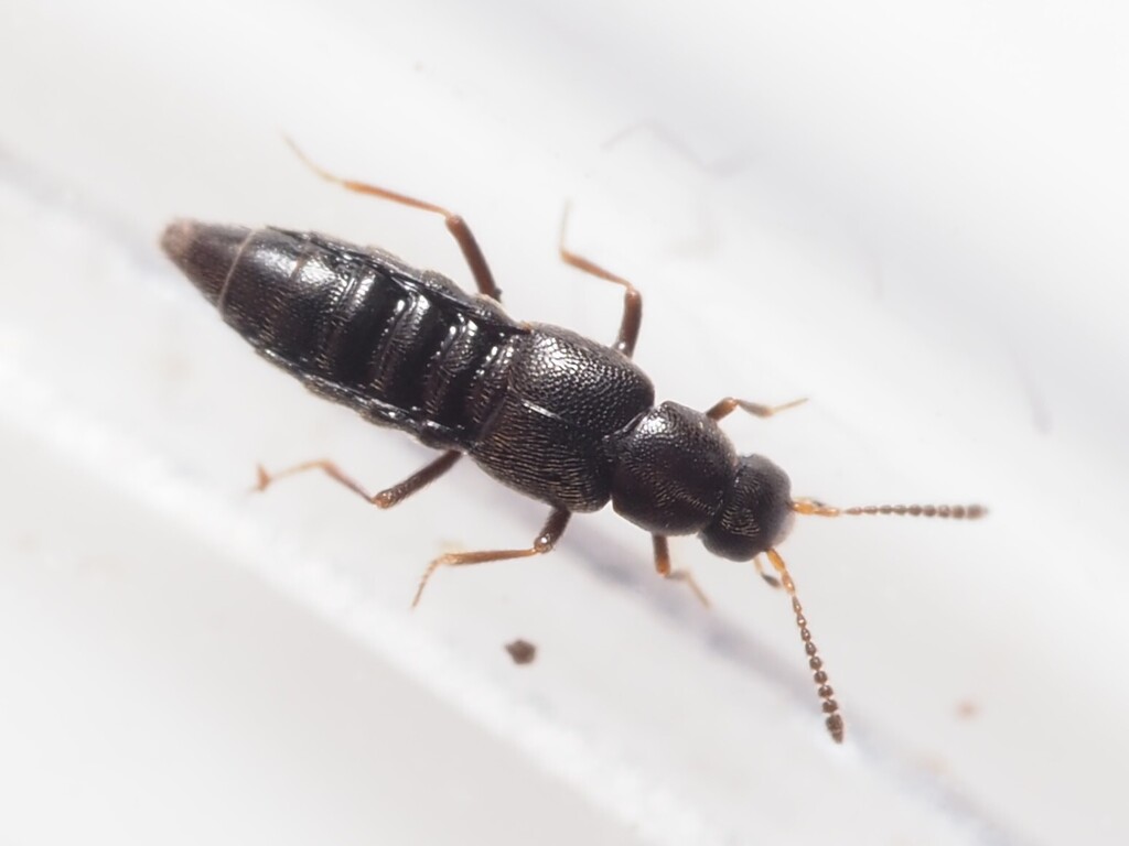 Ocyusa maura