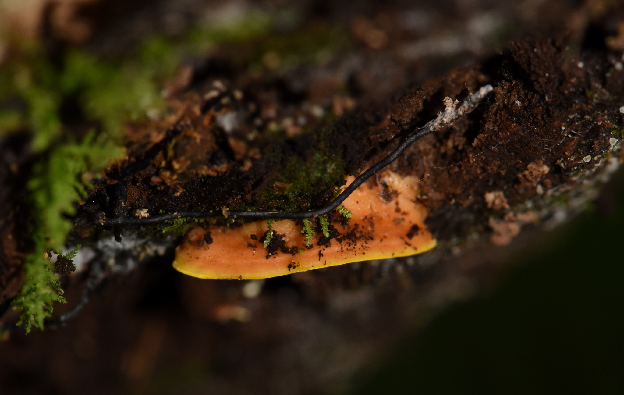 Flaviporus brownii image
