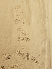 Procyon lotor psora