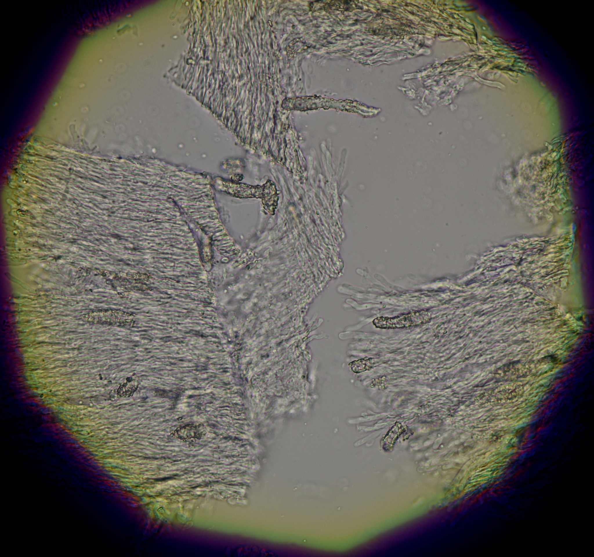 Flaviporus brownii image