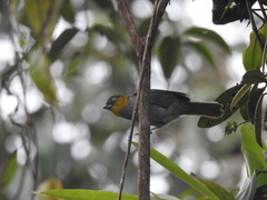 Chlorospingus flavigularis