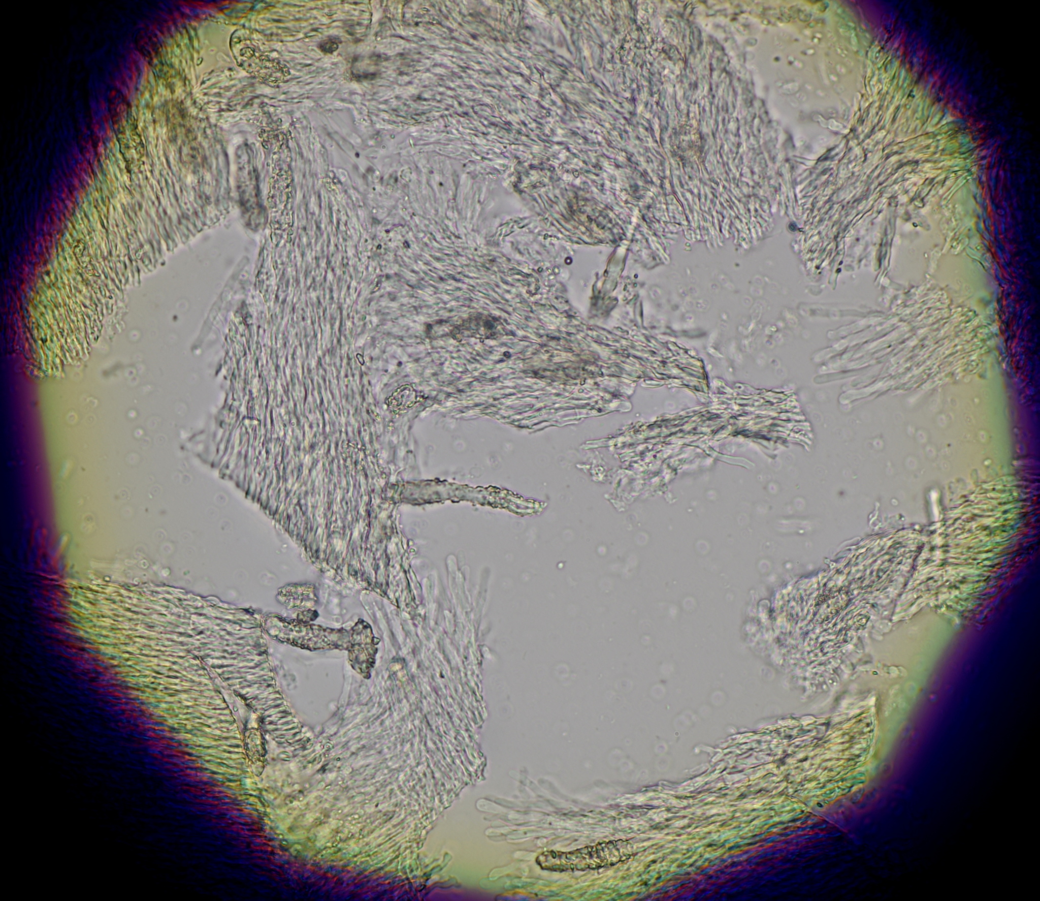 Flaviporus brownii image