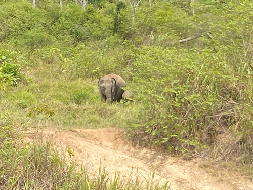 Sri Lankan Elephant