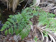 Pteris microptera