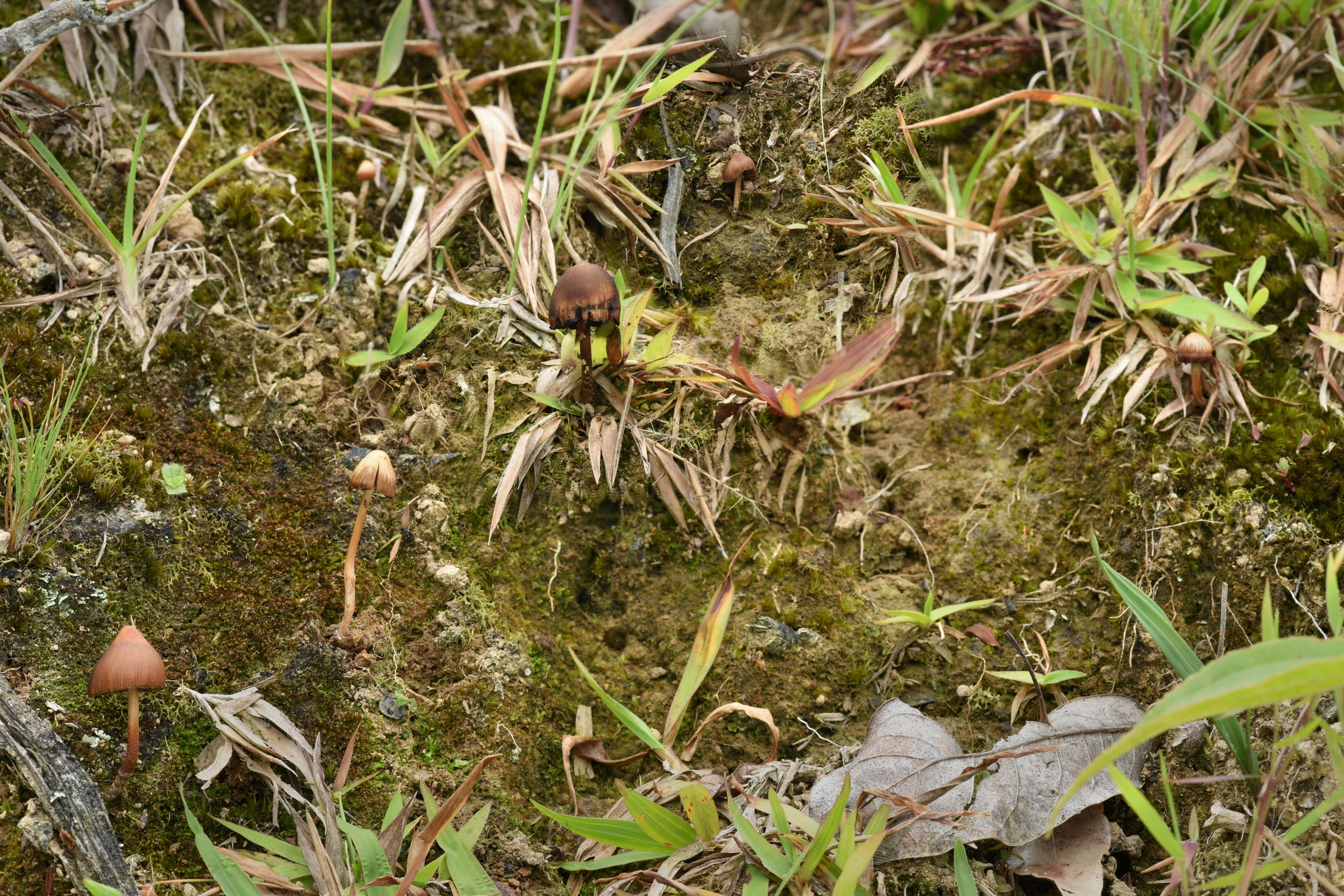 Psilocybe subtropicalis image