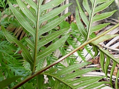 Pteris microptera