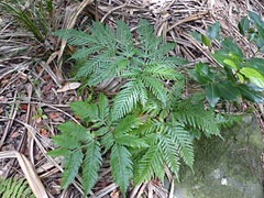 Pteris microptera
