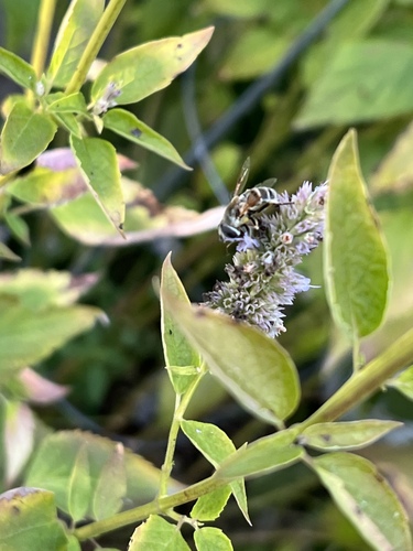 Unknown species found near McCollister Blvd, Iowa City, IA, US