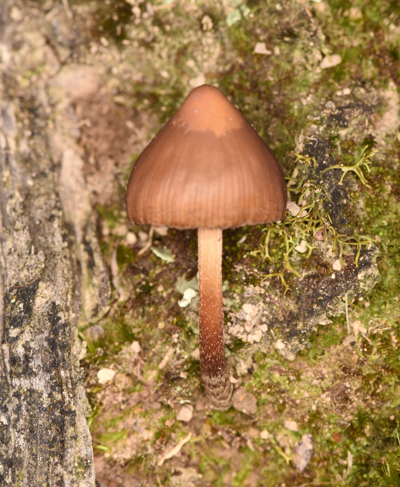 Psilocybe subtropicalis image