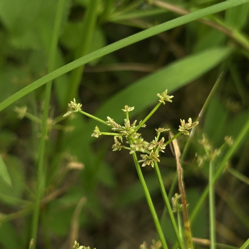 Cyperus tenuispica observed 2025-10-04