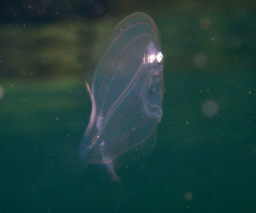 Eyed flounder (Bothus ocellatus) — Bothidae — 4
