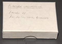 Psilocybe wassoniorum