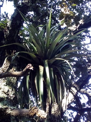 Tillandsia bourgaei