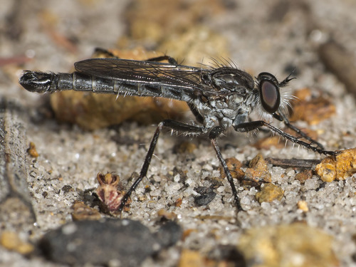 Cerdistus exilis