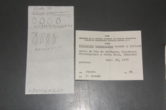 Psilocybe wassoniorum