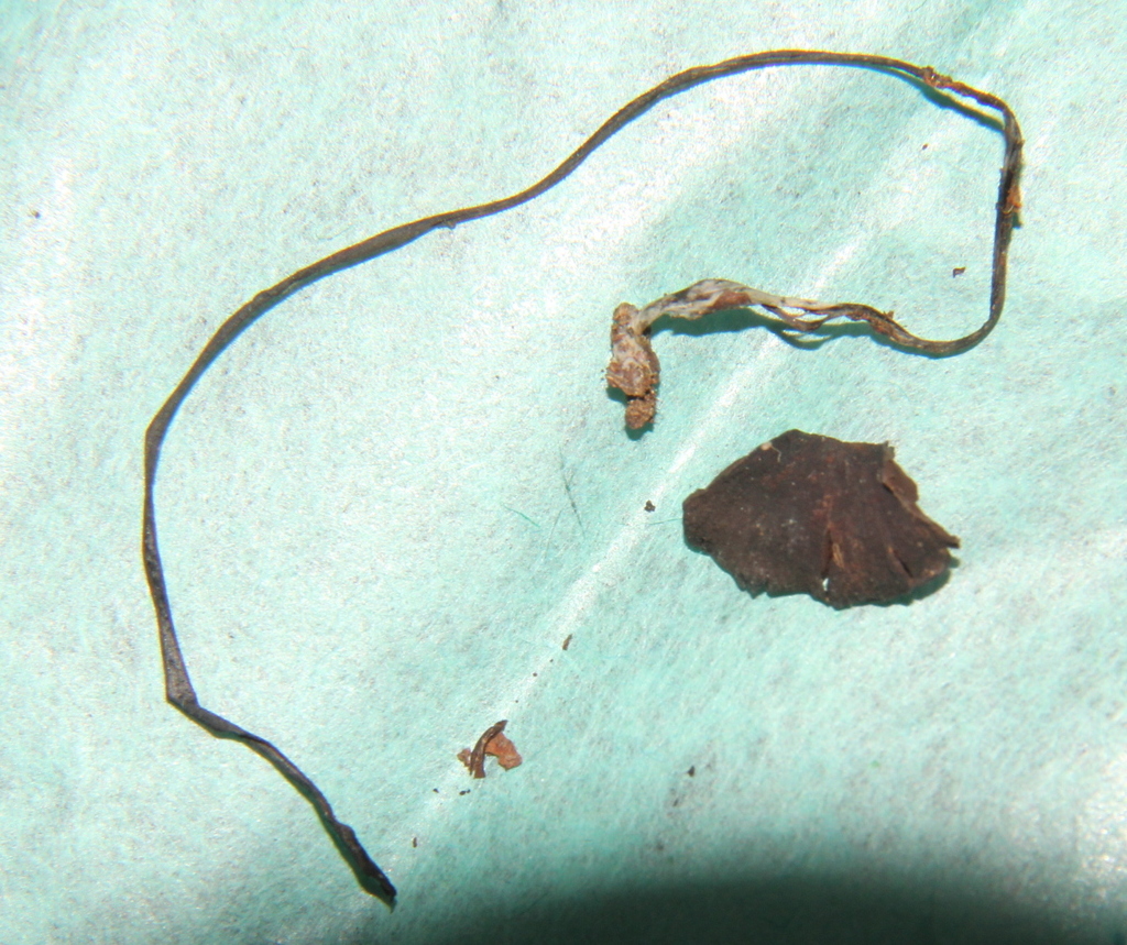 Psilocybe wassoniorum