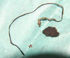 Psilocybe wassoniorum